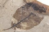 Partial Fossil Leaf - McAbee Fossil Beds, BC #213188-1